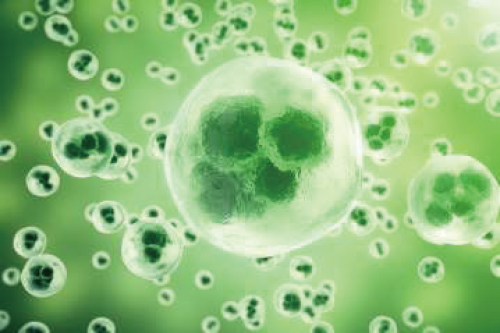 ヒト真皮幹細胞（真皮由来）イメージ