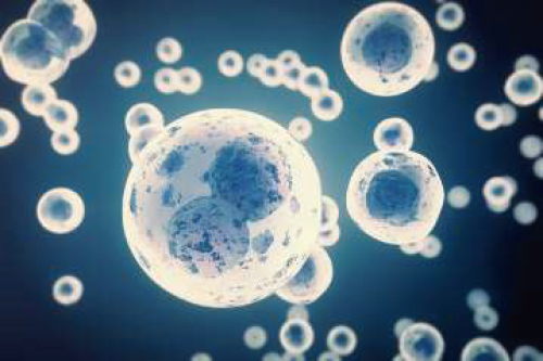 ヒト幹細胞（脂肪由来）イメージ